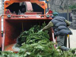 Christmas tree disposal