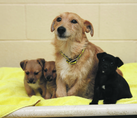 Terrier cross Tati and her 8 week puppies Tayana, Tefi and Timoti recovering in Dogs Trust after they were found dumped in a box on the side of a road in Tyrellstown. So far this year the charity has received 370 requests from people looking to surrender their dogs. 18/02/2019 Photograph: ©Fran Veale NO REPRO FEE