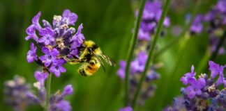 macro shot photography of bee