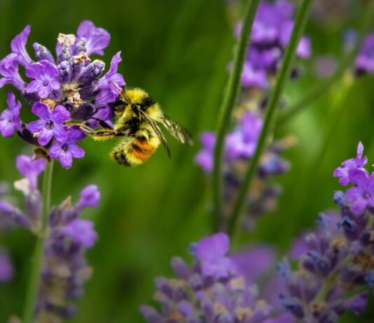 macro shot photography of bee