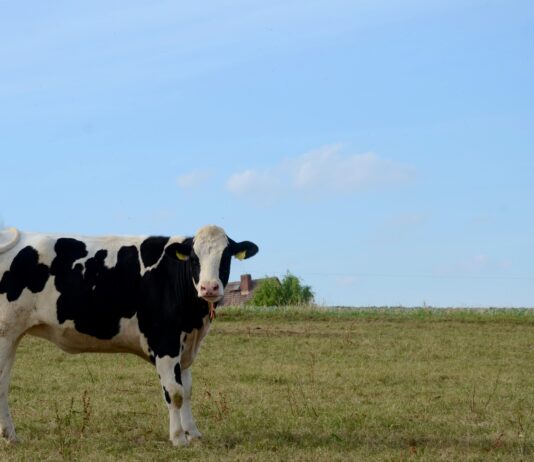 white and black cow on green grass field during daytime