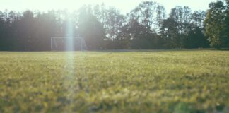 worm's view of soccer goalie on lawn near tall trees