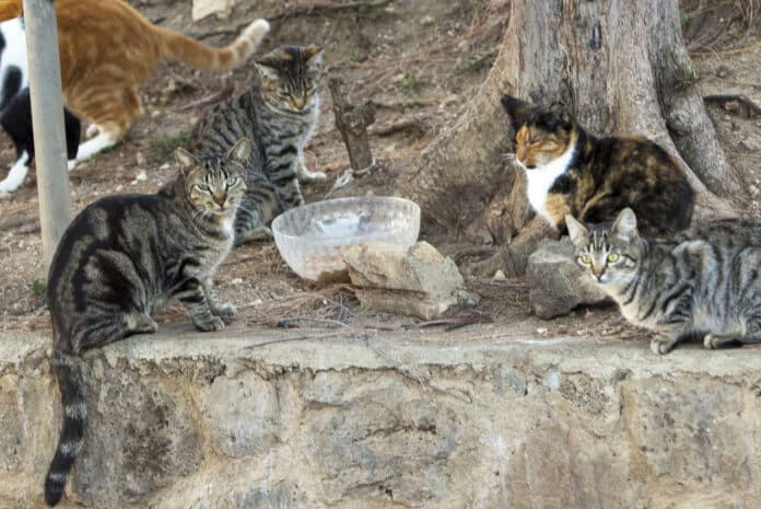 Call-out for Limerick cat catchers