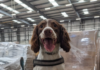 Detector dog Gus