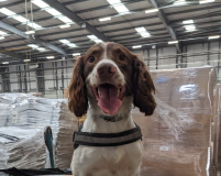 Detector dog Gus